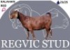 1 X KALAHARI RED EWE Regvic stud