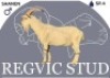 1 X SAANEN BUCK Regvic stud