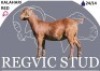 1 X KALAHARI RED EWE Regvic stud