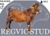 1 X KALAHARI RED BUCK Regvic stud