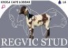 1 X CAPE LOBEAR EWE Regvic stud