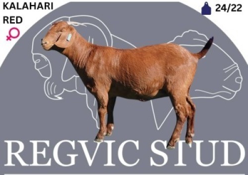 1 X KALAHARI RED EWE Regvic stud