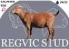 1 X KALAHARI RED EWE Regvic stud