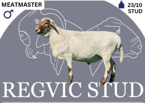 1 X MEATMASTER RAM Regvic stud