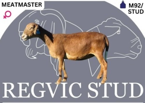 1 X MEATMASTER EWE Regvic stud