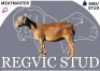 1 X MEATMASTER EWE Regvic stud