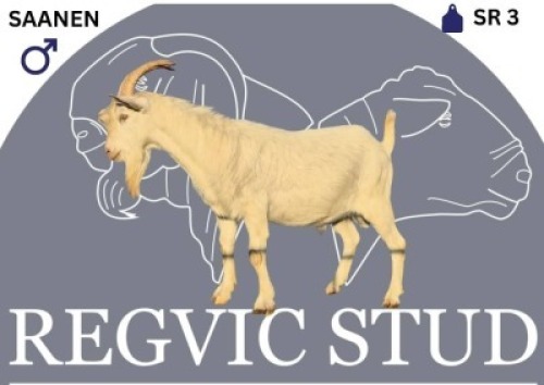 1 X SAANEN BUCK Regvic stud