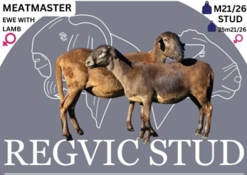 2 X MEATMASTER EWE Regvic stud
