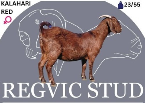 1 X KALAHARI RED EWE Regvic stud