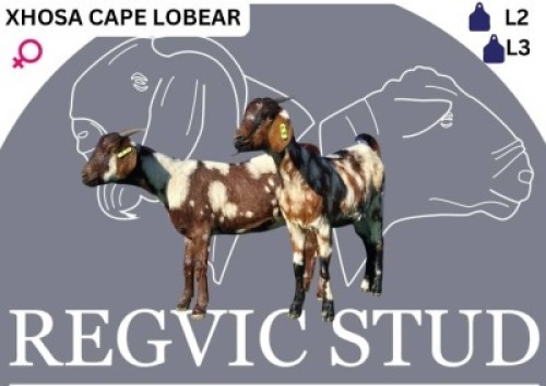 2 X CAPE LOBEAR EWE Regvic stud