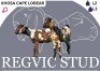 2 X CAPE LOBEAR EWE Regvic stud