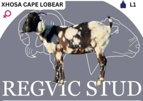 1 X CAPE LOBEAR EWE Regvic stud