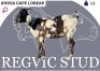 1 X CAPE LOBEAR EWE Regvic stud