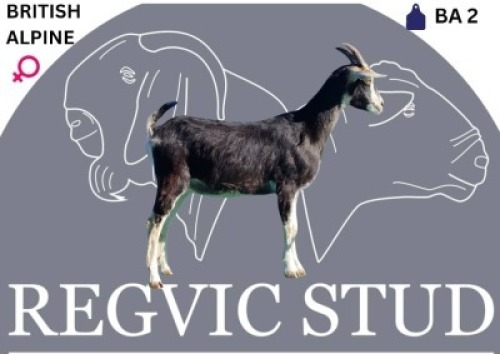 1 X BRITISH ALPINE EWE Regvic stud