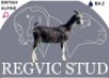 1 X BRITISH ALPINE EWE Regvic stud