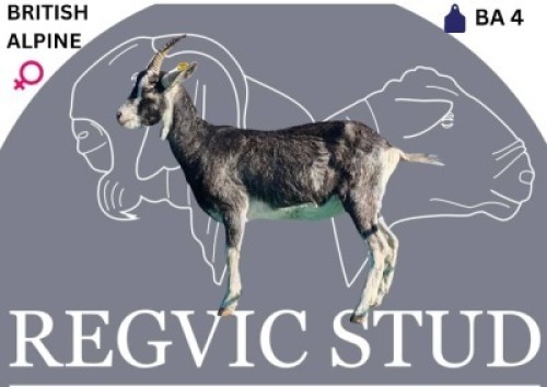1 X BRITISH ALPINE EWE Regvic stud