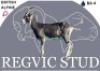 1 X BRITISH ALPINE EWE Regvic stud