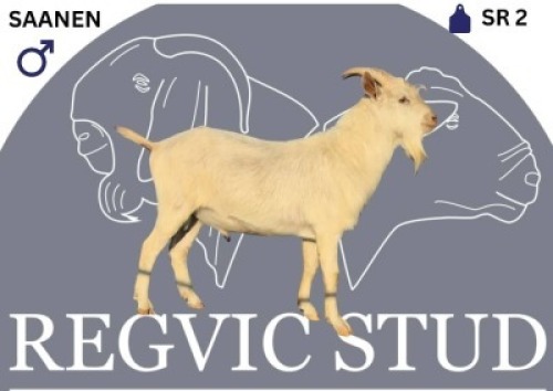 1 X SAANEN BUCK Regvic stud