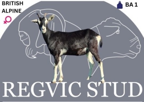 WITHDRAWN-1 X CAPE LOBEAR EWE Regvic stud (Per animal to take the lot)