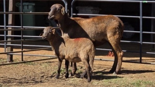 1+1 X MEATMASTER EWE DE BEER BOERDERY