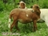 LOT 114 2X MEATMASTER OOIE/EWE ZABO MEATMASTERS(PER STUK OM LOT TE NEEM/PER PIECE TO TAKE THE LOT) - 2