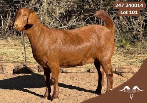 1 X KALAHARI RED FLOCK DOE Bergfontein kalahari Reds