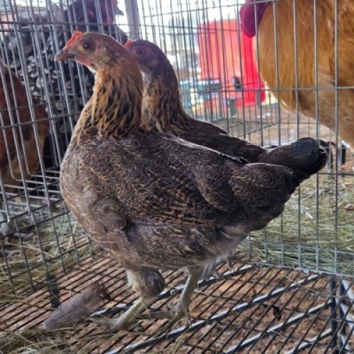 2 X CHICKENS HEN AJ DU PLOOY