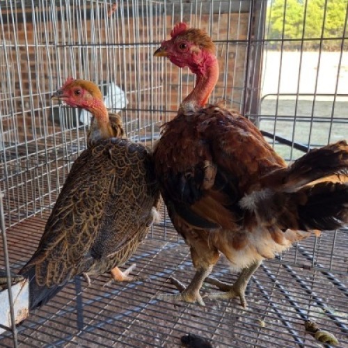 2 X CHICKENS ROOSTER & HEN AJ DU PLOOY