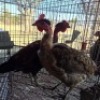 2 X CHICKENS ROOSTER & HEN AJ DU PLOOY