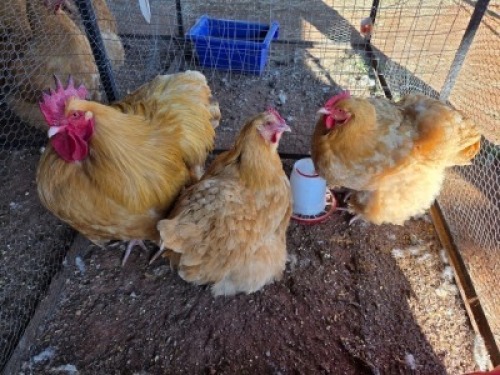 3 X CHICKENS ROOSTER & HEN JUANE
