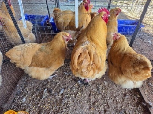 3 X CHICKENS ROOSTER & HEN JUANE