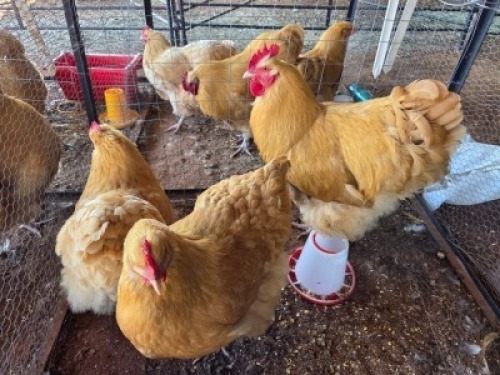 3 X CHICKENS ROOSTER & HEN JUANE
