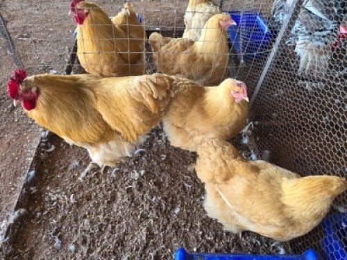 3 X CHICKENS ROOSTER & HEN JUANE
