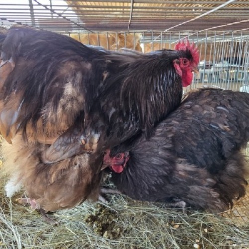 2 X CHICKENS ROOSTER & HEN TIERPOORT DOPRERS