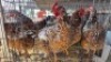 4 X CHICKENS HEN WA NEL