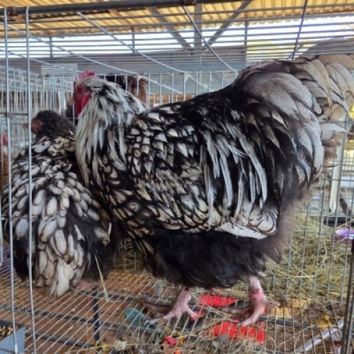 2 X CHICKENS ROOSTER & HEN TIERPOORT DOPRERS