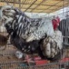 2 X CHICKENS ROOSTER & HEN TIERPOORT DOPRERS