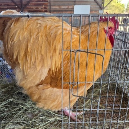 2 X CHICKENS ROOSTER & HEN TIERPOORT DOPRERS