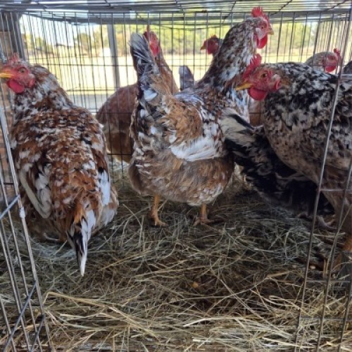 4 X CHICKENS HEN WA NEL