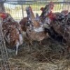 4 X CHICKENS HEN WA NEL