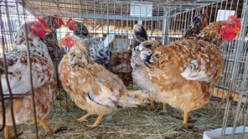 4 X CHICKENS HEN WA NEL