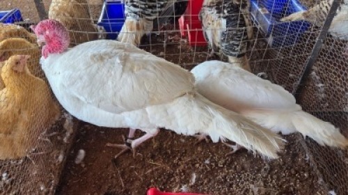 2 X TURKEYS ROOSTER & HEN (Per animal to take the lot)