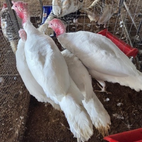 2 X TURKEYS ROOSTER & HEN (Per animal to take the lot)