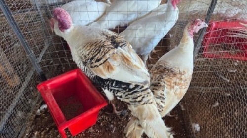 2 X TURKEYS ROOSTER & HEN (Per animal to take the lot)