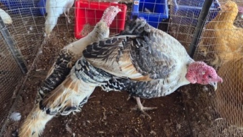 2 X TURKEYS ROOSTER & HEN (Per animal to take the lot)