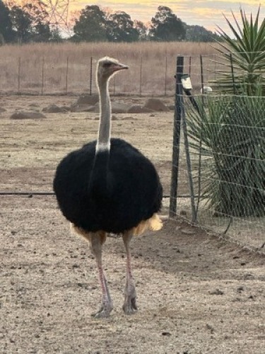 1 X OSTRICH TIERPOORT DOPRERS