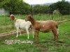 LOT 114 2X MEATMASTER OOIE/EWE ZABO MEATMASTERS(PER STUK OM LOT TE NEEM/PER PIECE TO TAKE THE LOT) - 3