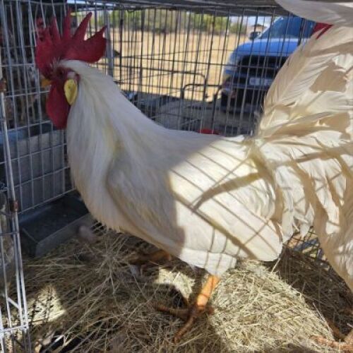 3 X CHICKENS ROOSTERS ERASMUS HOMESTEAD