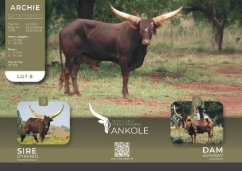 1X ANKOLE M:1 Kilima Horned Heritage