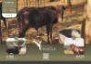 1X ANKOLE V/F:1 Kilima Horned Heritage